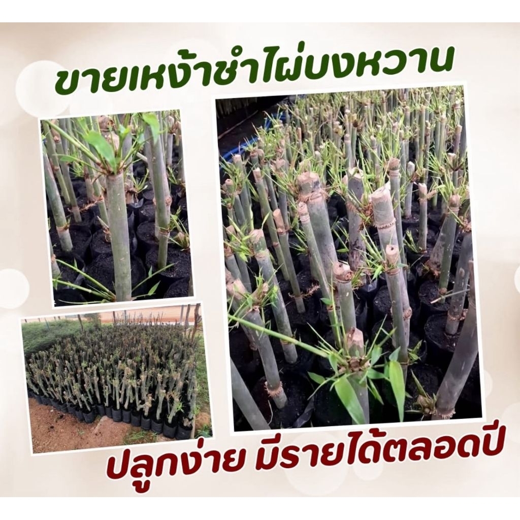 🌿ไผ่บงหวานคุณภาพ จากอายาฟาร์ม‼️ปลูกเอาหน่อไม้กินสดได้ หวานกรอบอร่อย เป็นเกาต์ก็ทานได้ คัดพิเศษ โตไว หน่อดก