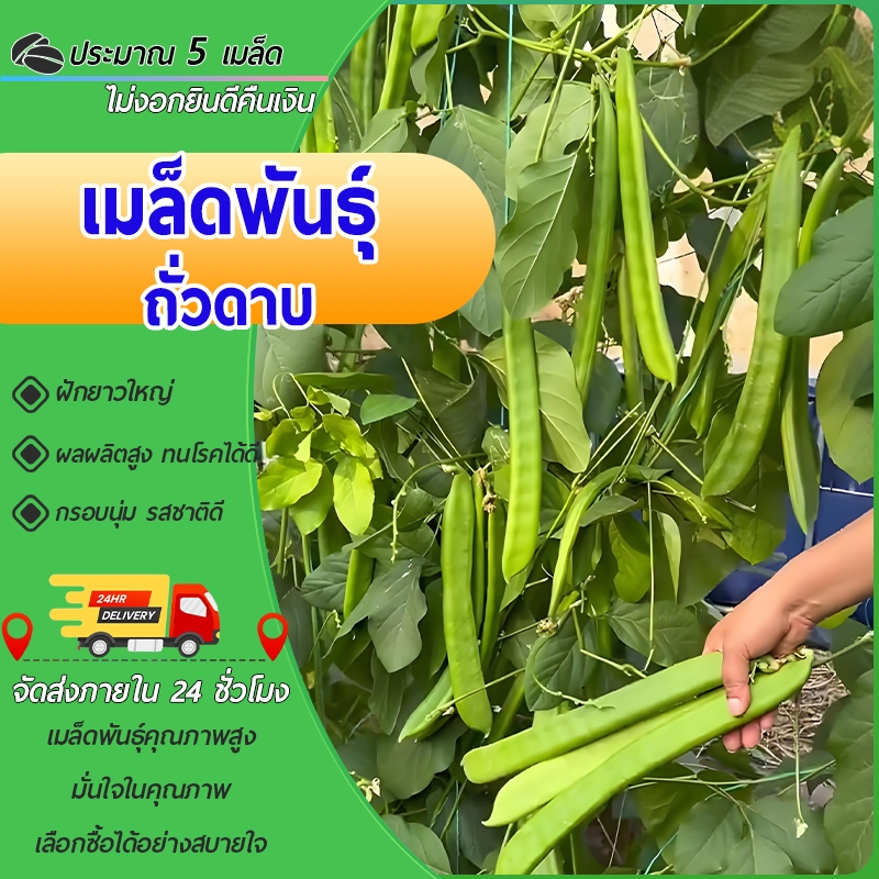 5 เมล็ด เมล็ดพันธุ์ ถั่วฝักดาบ ถั่วพร้า ถั่วอีโต้ ถั่วยักษ์ คุณภาพดี ราคาถูก ของแท้ 100%