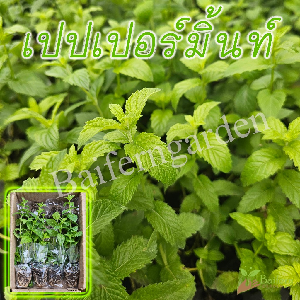 ต้นกล้าเปปเปอร์มิ้นท์(Peppermint) สมุนไพรฝรั่ง เลี้ยงง่ายโตไว