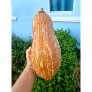 เมล็ดฟักทองใบเตยแปดริ้ว กลิ่นหอมมมมม(25 เมล็ด)