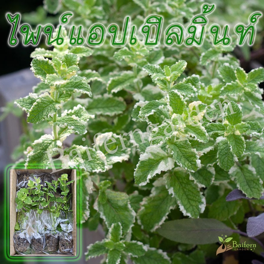 ต้นกล้าไพน์แอปเปิลมิ้นท์ (Pineapple mint)สมุนไพรฝรั่ง เลี้ยงง่ายโตไว