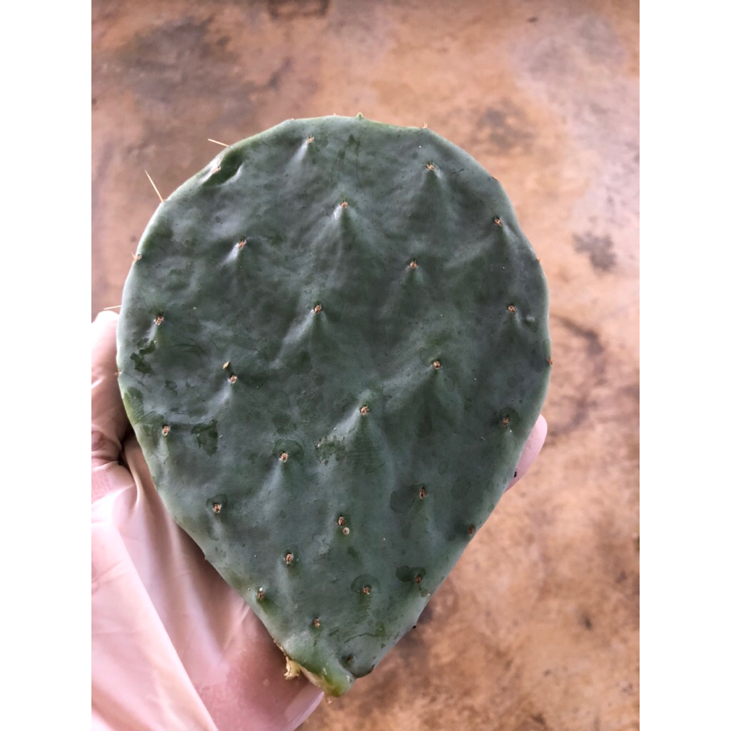 โอพันเทีย โรบัสต้า ใจแอนท์opuntia robusta giant