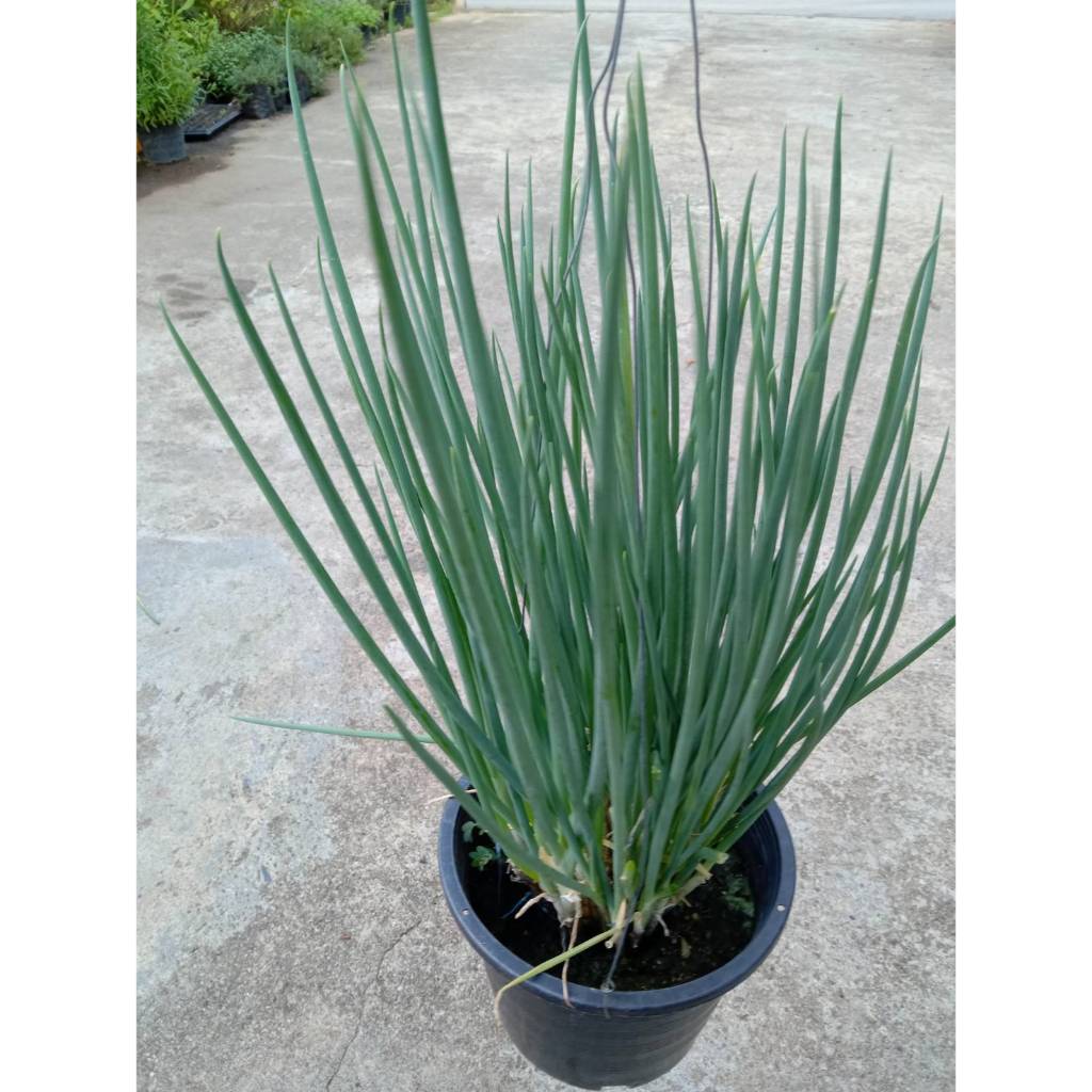 ต้นหอมแบ่งกระถาง8นิ้ว ก่อใหญ่