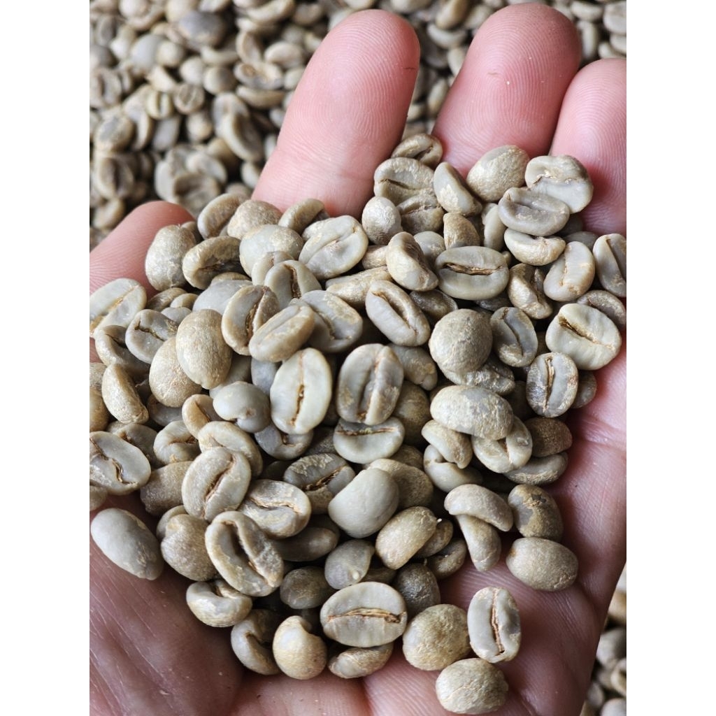 เมล็ดกาแฟสาร Yellow honey ส่งตรงจากสวน มี19โล