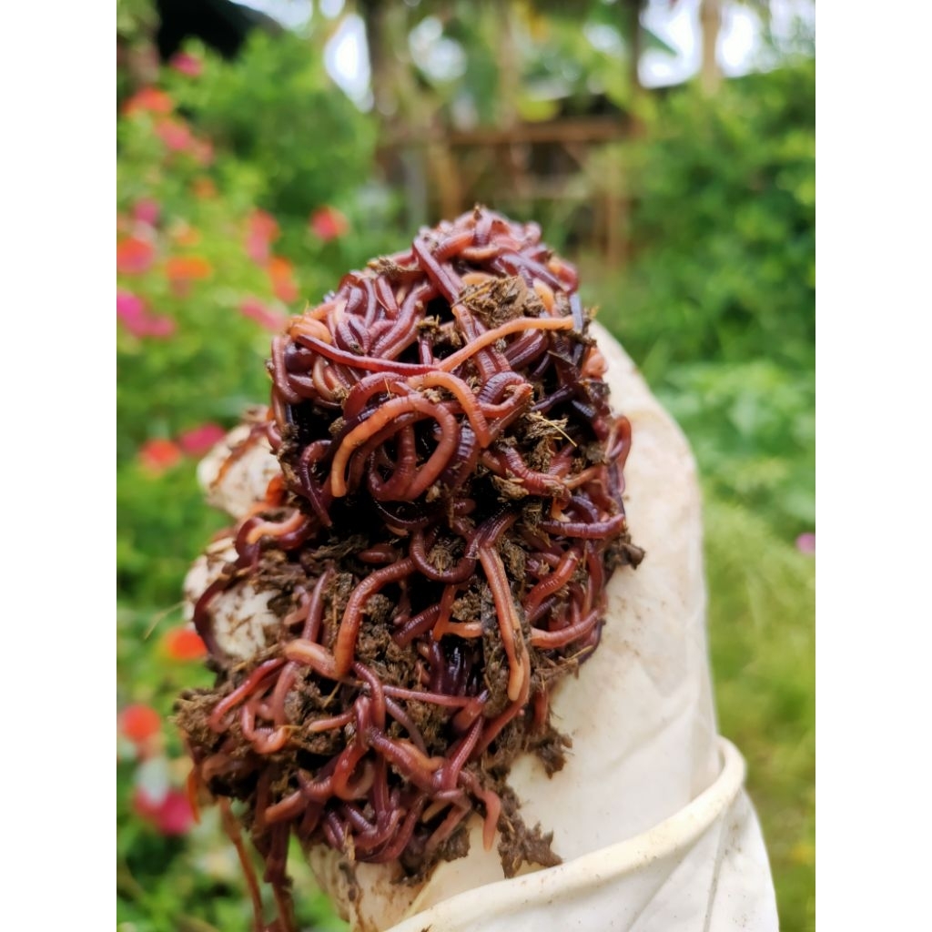 ไส้เดือนสายพันธุ์บลูเวิร์ม100กรัม