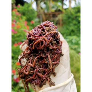 ไส้เดือนสายพันธุ์บลูเวิร์ม100กรัม