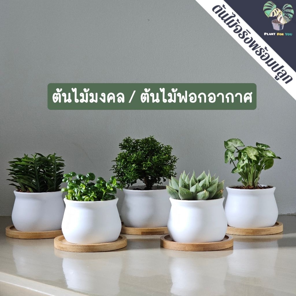 🌱ต้นไม้ไมงคล/ต้นไม้ฟอกอากาศ หลายชนิด พร้อมกระถางพลาสติกทรงน้ำเต้า 3"นิ้ว+จานรองไม้+หินแต่งหน้ากระถาง