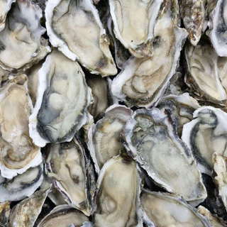 Korean Oyster Frozen หอยนางรมเกาหลีแช่แข็ง