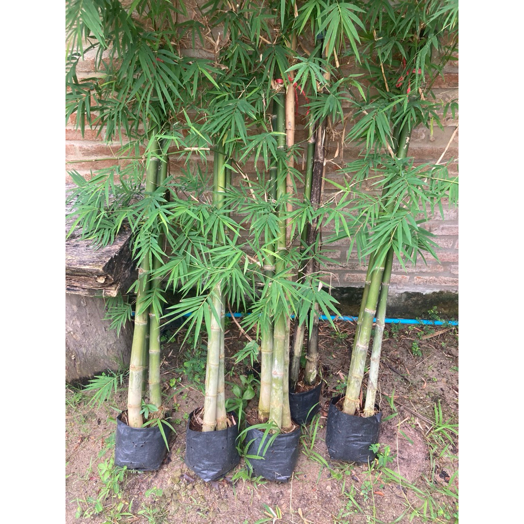 ต้นไผ่สร้างไพร1ชุด3ต้นสูง120cm