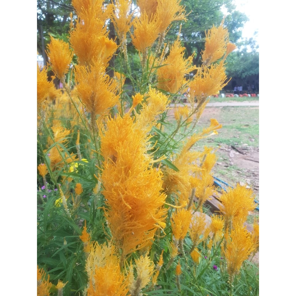 เมล็ดพันธุ์ดอกหางไก่เหลืองทอง