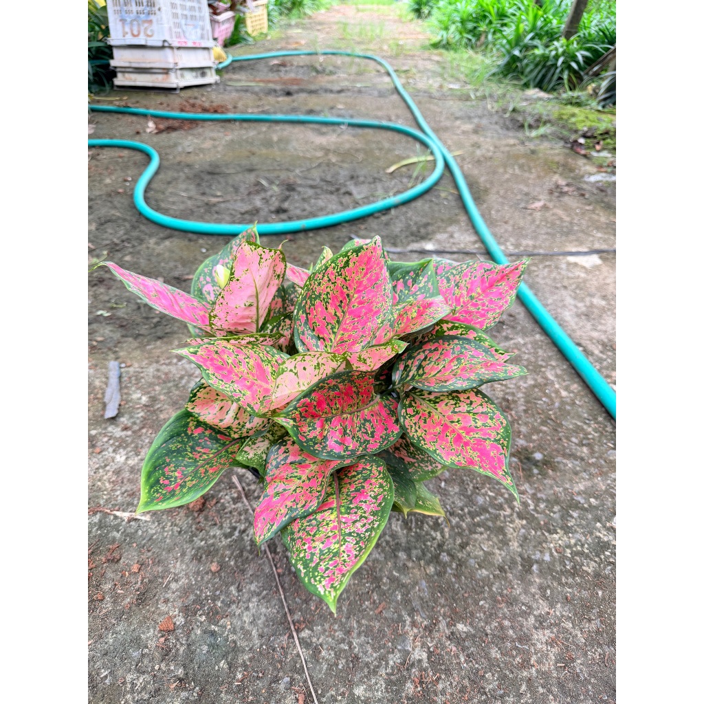 มุมมอง 7