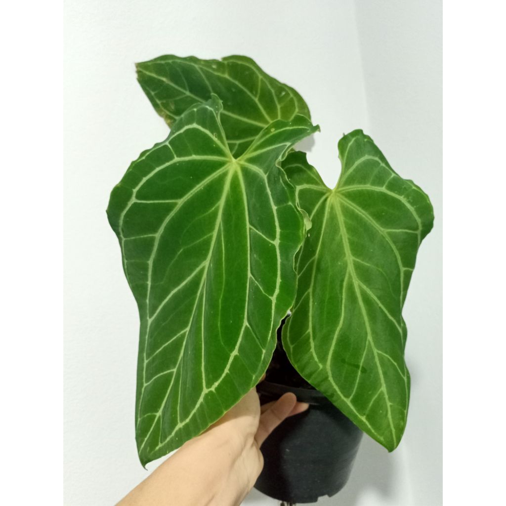 #หน้าวัว#anthurium#ไม้ใบไม้ประดับสวยงาม