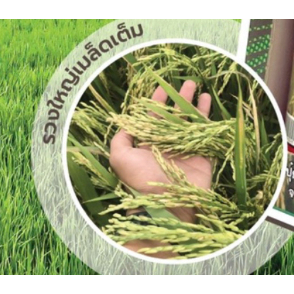 *ยกลัง12ขวด* บูลนาเร่(ไดฟีโนโคนาโซล + โพรพิโคนาโซล) ขนาด1ลิตร สารเดียวกับอามูเร่ ช่วยให้เมล็ดสวยใส ป้องกันเมล็ดด่าง - รูปที่ 2