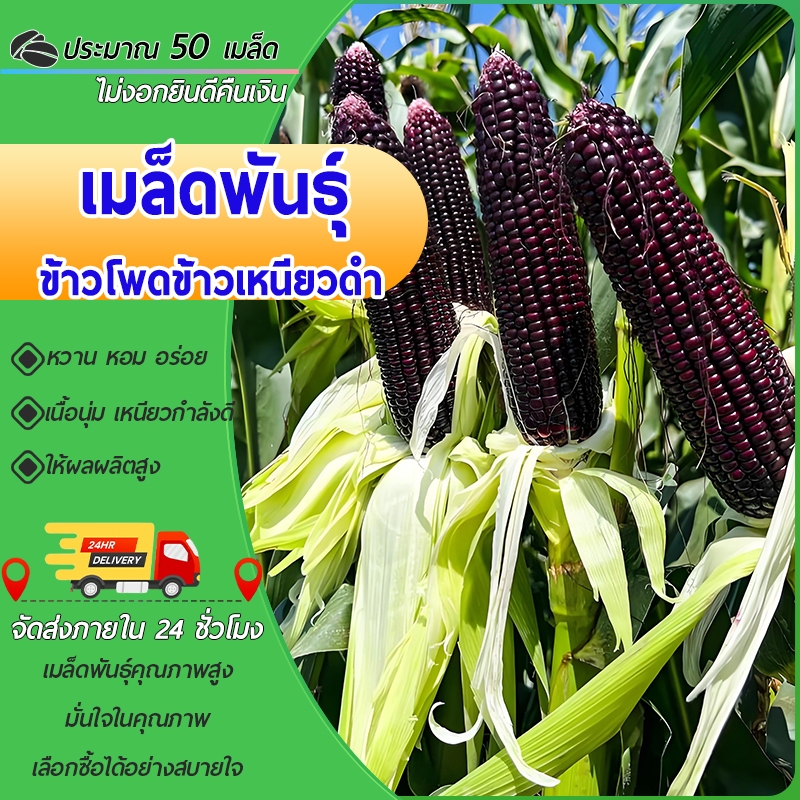 50 เมล็ด ข้าวโพดข้าวเหนียวดำสีดำ เหนียวนุ่ม มีกลิ่นหอม เหนียวนุ่ม มีสารแอนโธไซยานินสูง