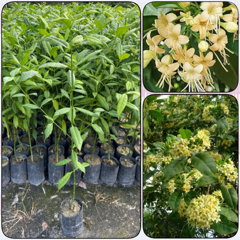 ต้นกันเกรา ไม้มงคล ดอกมีกลิ่นหอมสีสวย ให้ร่มเงา (สูง 70-90cm) ต้นแข็งแรง พร้อมปลูก