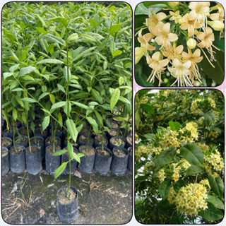 ต้นกันเกรา ไม้มงคล ดอกมีกลิ่นหอมสีสวย ให้ร่มเงา (สูง 70-90cm…