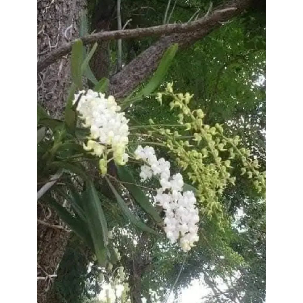 เอื้องกุหลาบขาว 1 ต้นพันธุ์ ไม้ดอก