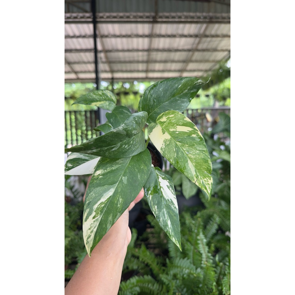 อิพิด่างขาว ไม้ฟอกอากาศ ฟอร์มสวย - รูปที่ 5