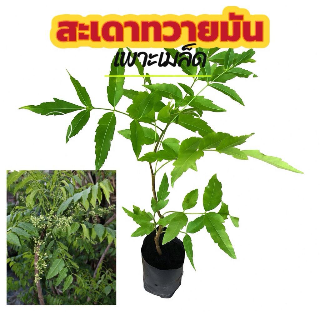 สะเดาทวายมัน | 1 ต้น | เพาะเมล็ด