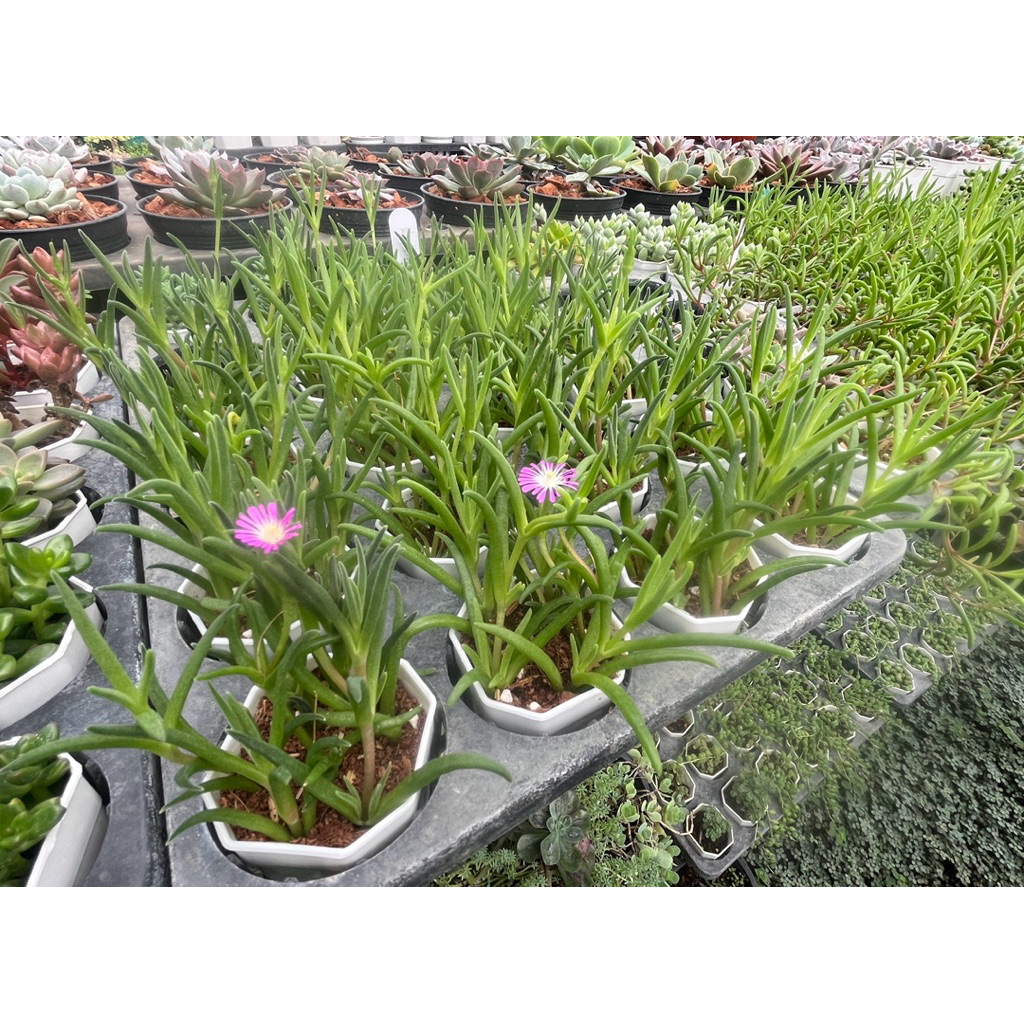 Delosperma Ice Plant (ดอกสีม่วง/ขาว) กุหลาบหิน ไมัอวบนำ้ 2 นิ้ว ราคา ถูกที่สุด ดีลบีเคเค แกลเลอรีภาพที่ 7