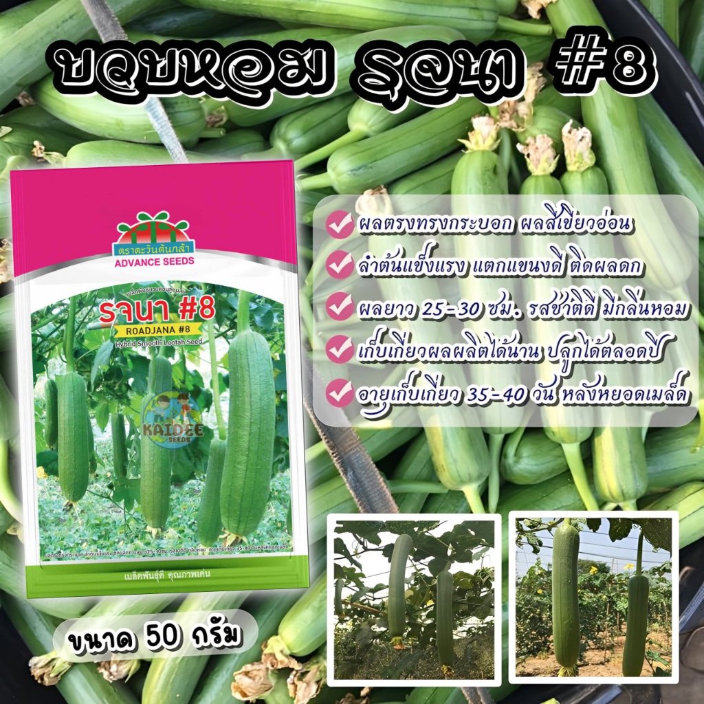 เมล็ดพันธุ์บวบหอมลูกผสม รจนา#8 ตราตะวันต้นกล้า ขนาด50กรัม ROADJANA เมล็ดพันธุ์บวบหอม เมล็ดบวบหอม