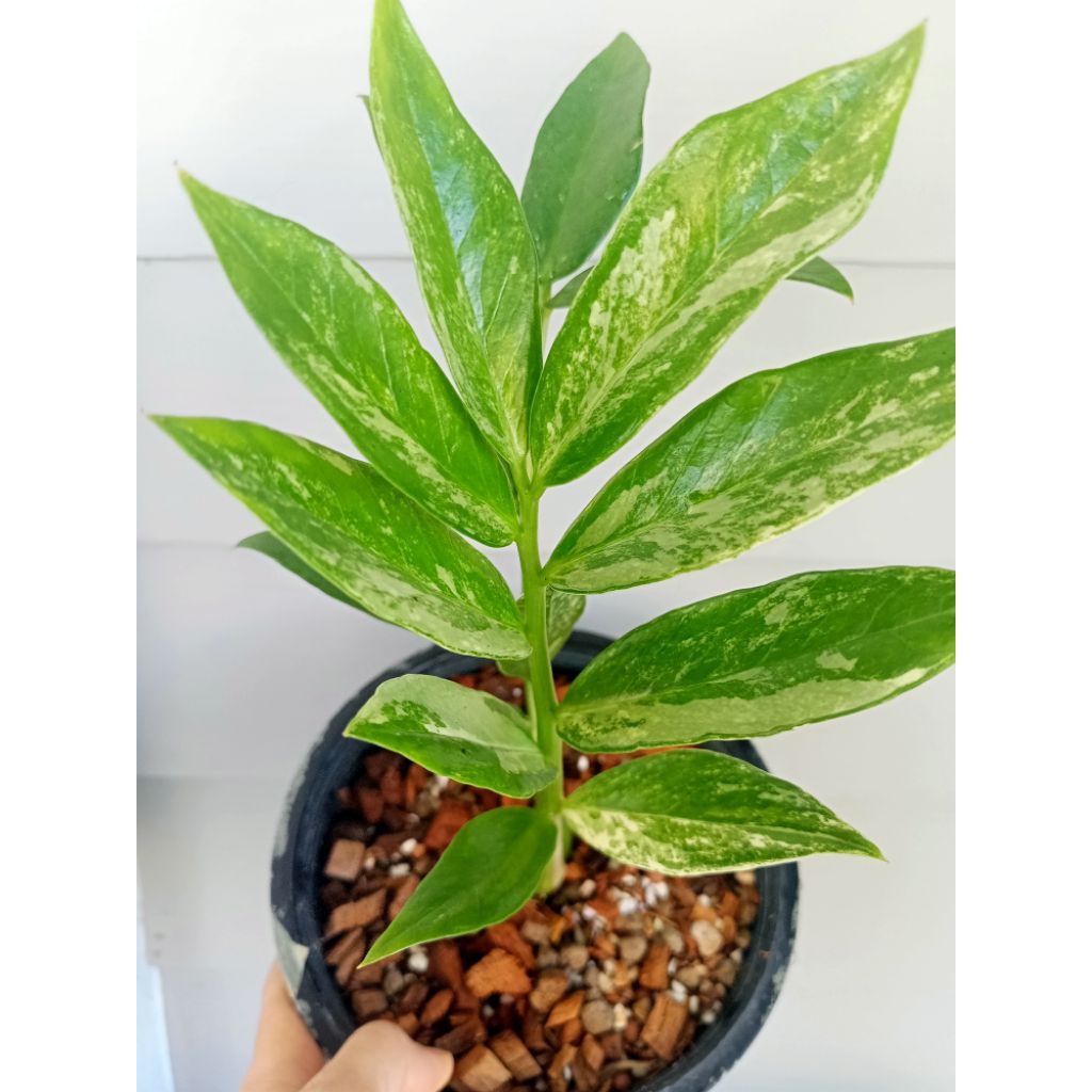 #กวักมรกตก้านเขียวด่างขาว#ควีน#ไม้มงคล#ไม้ด่าง#ZZplants
