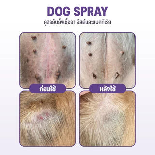Goodboss Dog Spray สเปรย์สำหรับสุนัข เชื้อรา ยีสต์ ลดอาการคัน ขนร่วง ผลิตภัณฑ์ออแกนิค