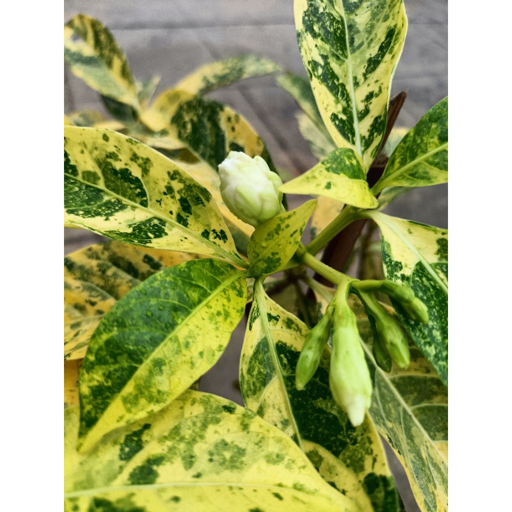 ต้นพุดกุหลาบด่างเหลือง