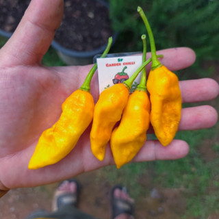 🌶เมล็ดพันธุ์พริกปีศาจสีเหลือง(Bhut jolokia yellow)🔥