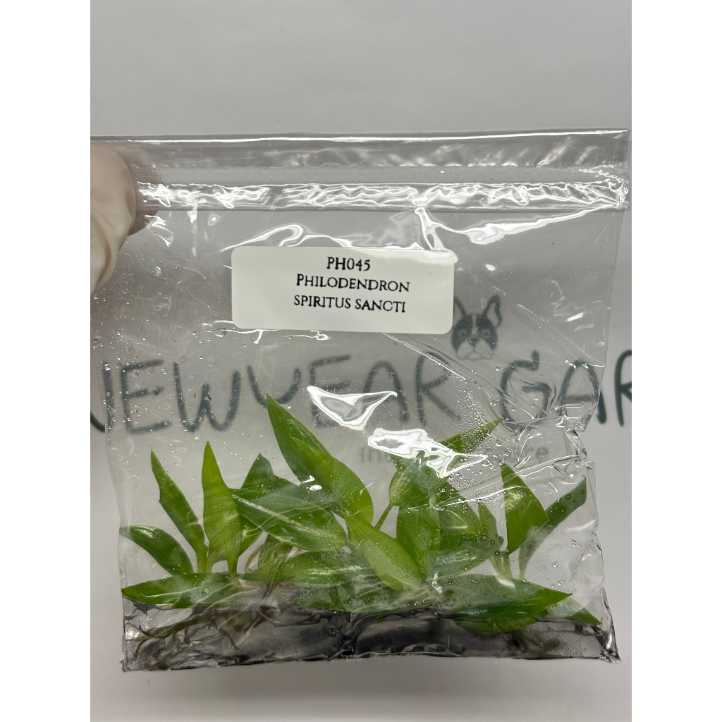 ไม้เนื้อเยื่อ: ฟิโลเดนดรอนสปิริตัส-แซงติ: Philodendron Spiritus Sancti Tissue Culture (5 plants/bag)
