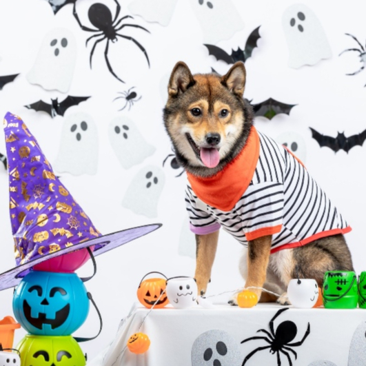 Favchild Adam’s Stripes 👕🐾