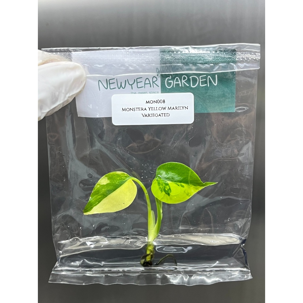 ไม้เนื้อเยื่อ: มอนสเตอร่าเยลโล่มาริลิน: (MON008) Monstera Yellow Marilyn Variegated Tissue Culture (1 plant/bag)