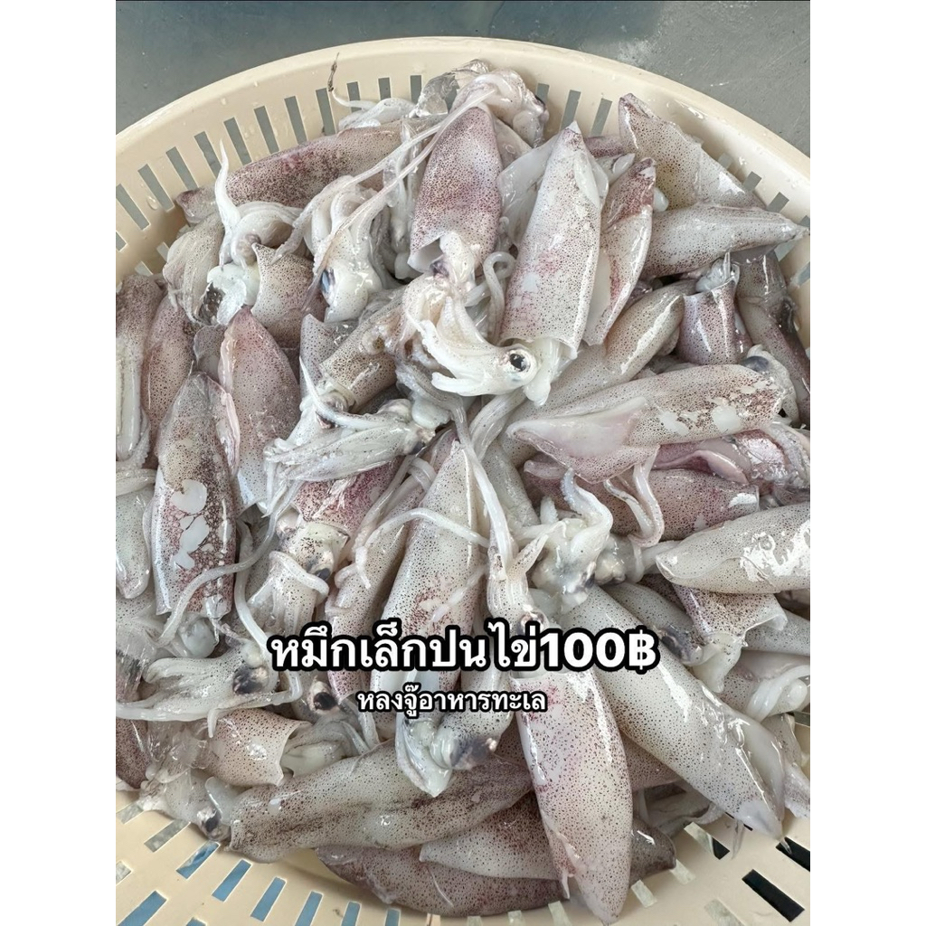 หมึกกะตอย ครึ่งกิโล100฿ สดจากเรือ หลงจู๊พร้อมส่ง