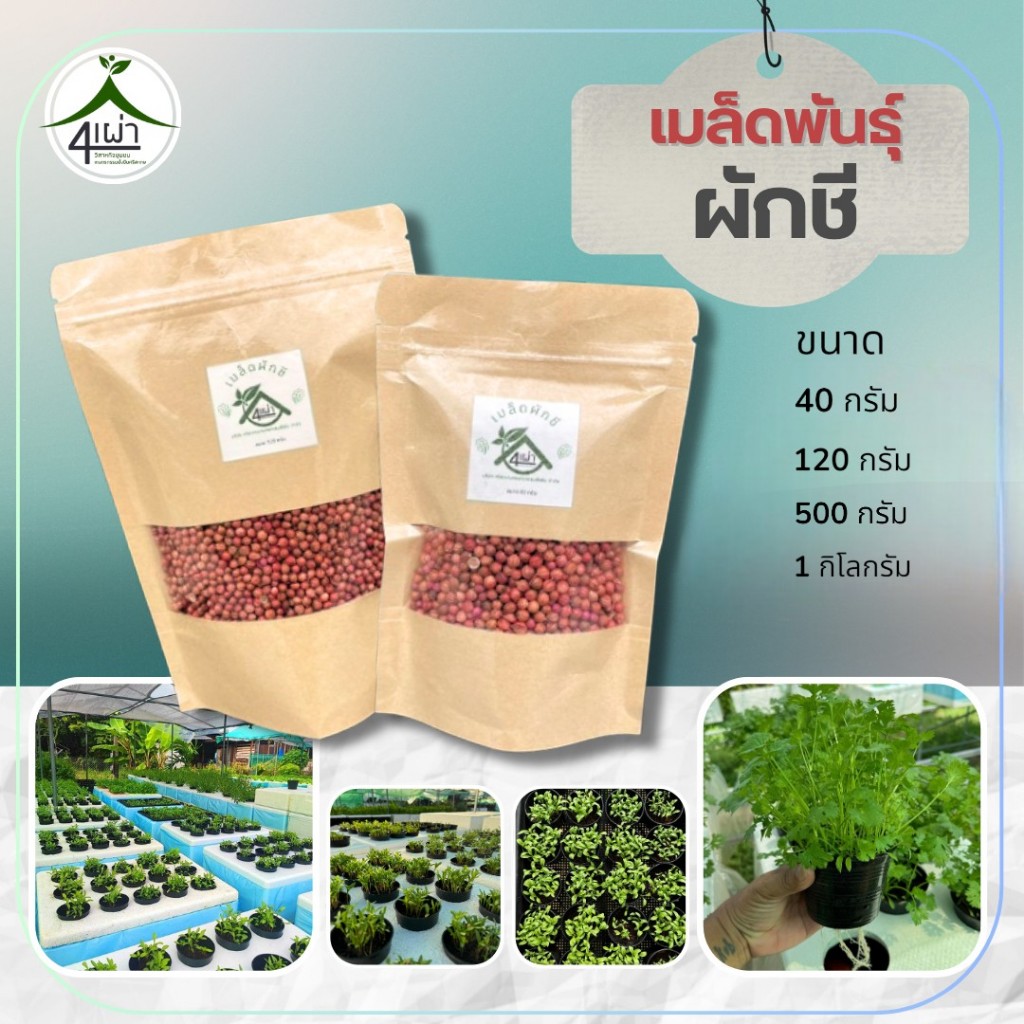 เมล็ดพันธุ์ผักชีหอม อัตราการงอกสูง โตเร็ว แตกกอดี - เกษตรกรรมยั่งยืน