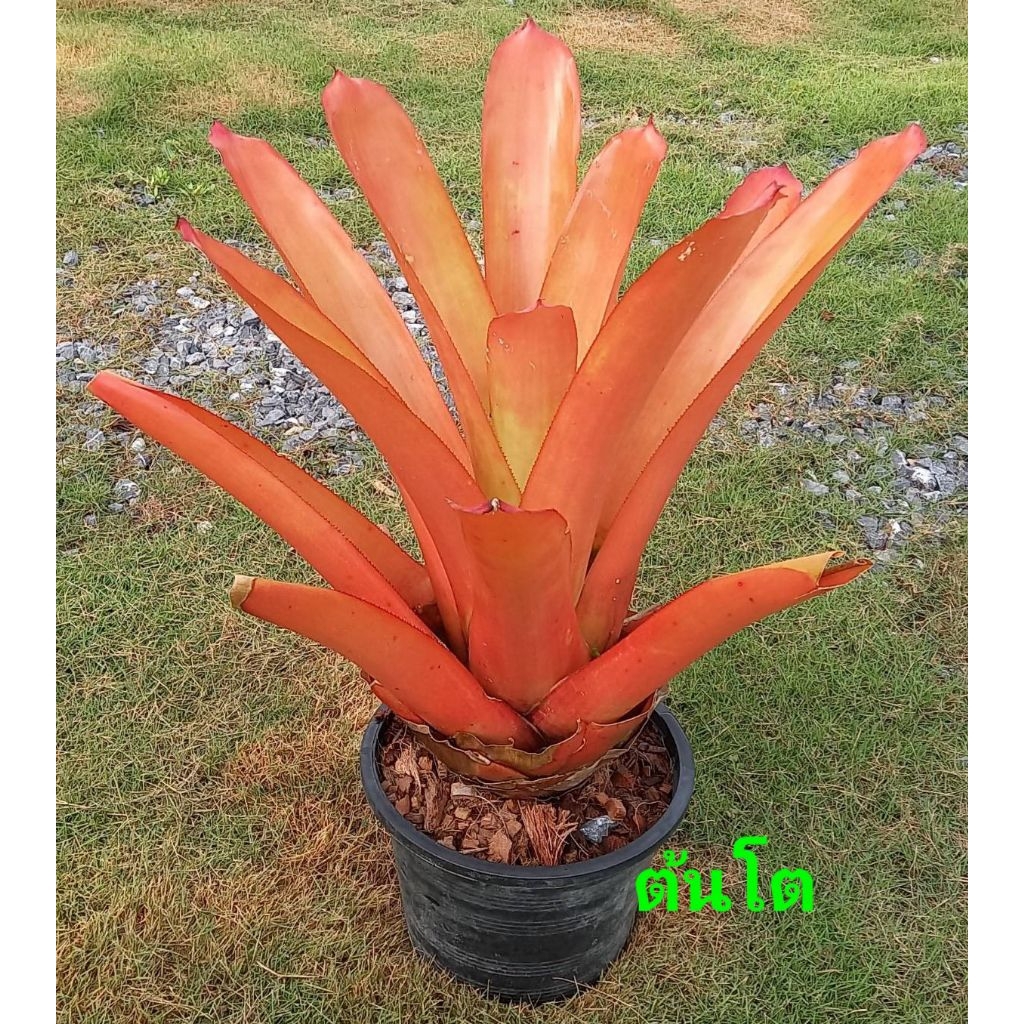 หน่อสับปะรดสี Aechmea Blanchetiana ส้ม ไม้แดด100%