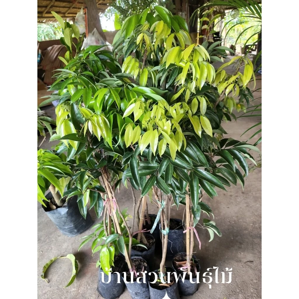 ต้นลิ้นจี่ พันธุ์จักรพรรดิ ต้นกิ่งตอน สูง 80-100 ซม.