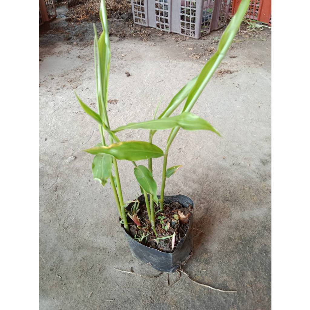 ต้นพันธุ์ ขิง พร้อมปลูก ถุงดำ 29 บาท ขิง ต้นขิง ใบทำอาหารได้ หัวเป็นยา