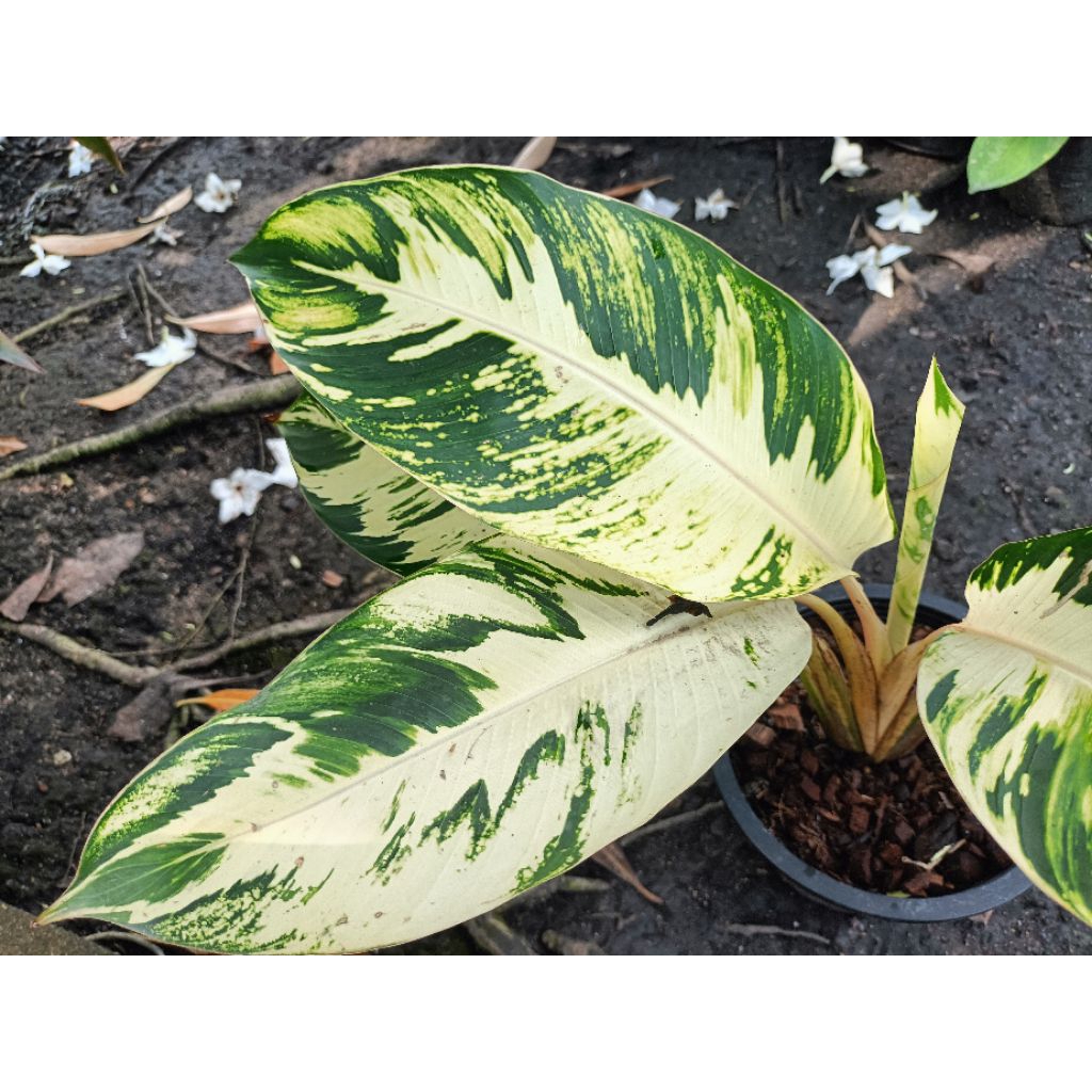 กล้วยพัดแคระด่าง(Ravenala madagascariensis J.F. Gmel Variegated) - รูปที่ 2