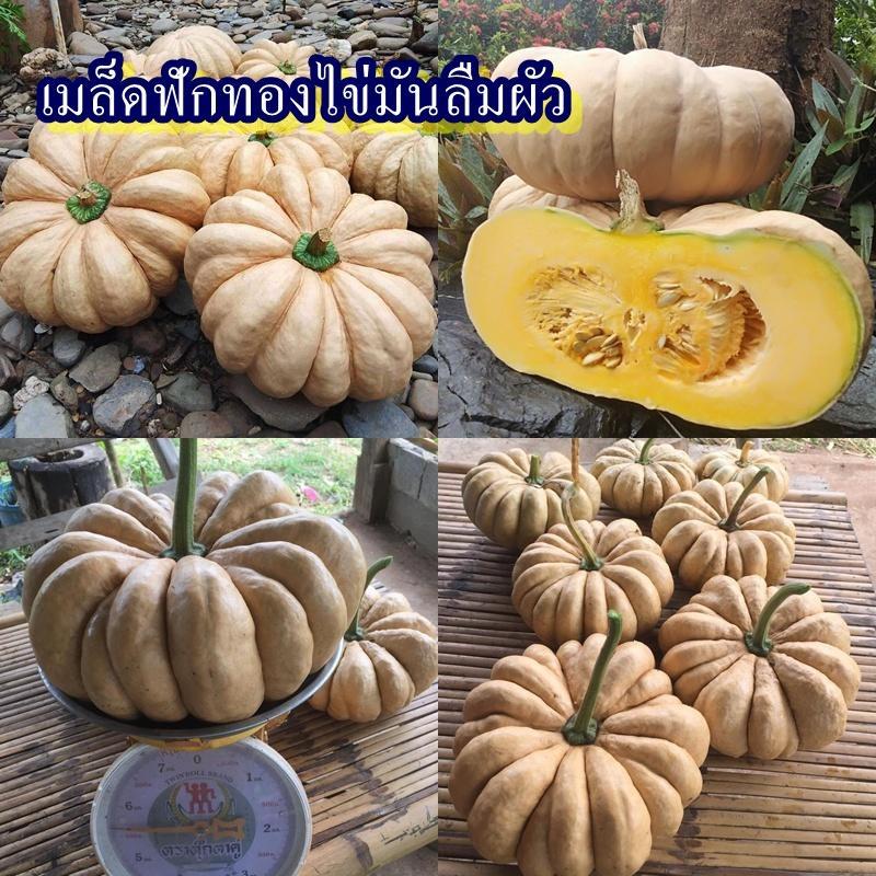 5 เมล็ด เมล็ดฟักทองไข่มันลืมผัว (ปลูกง่าย อัตรางอก 90% เนื้อสีเหลืองหวานมัน เนื้อแน่น เหนียว มัน พันธุ์จากไทย)