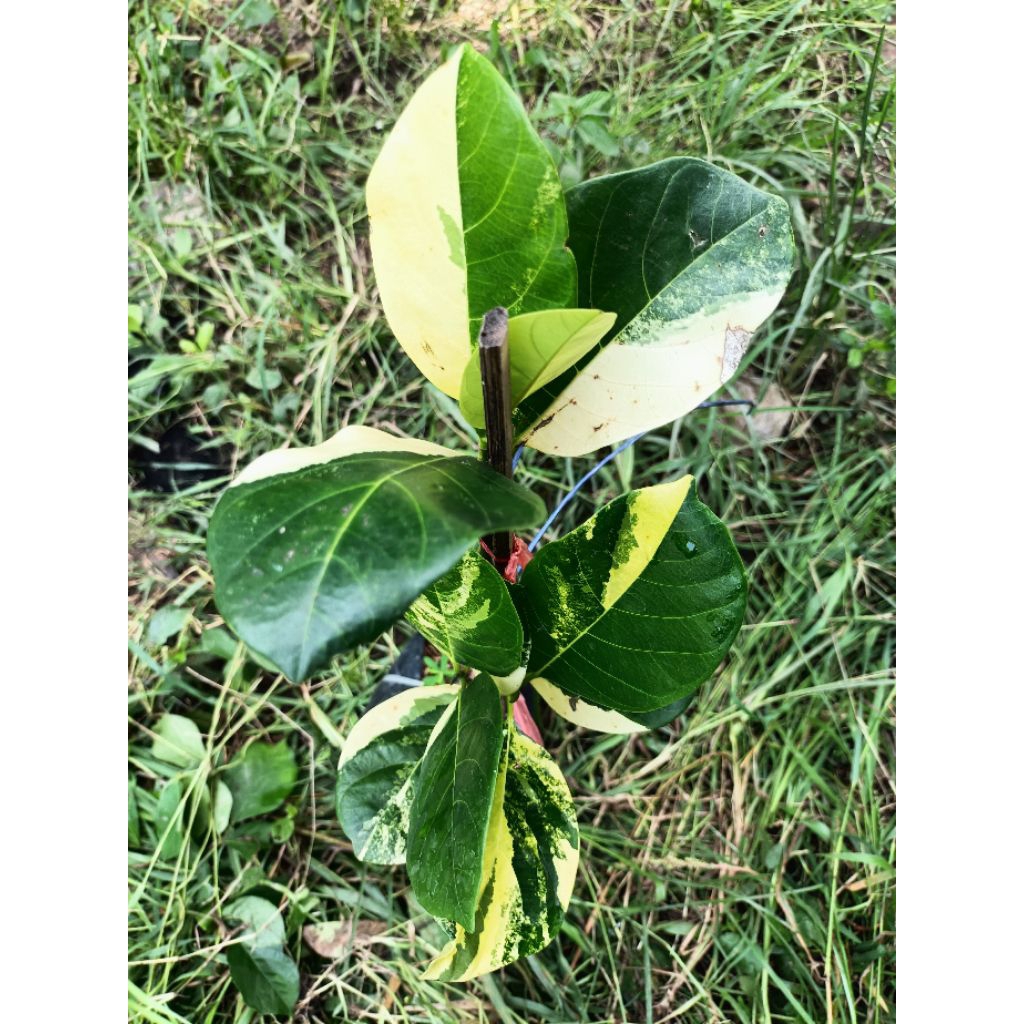 ขนุนเพชรดำรงด่าง(Jackfruit variegated)