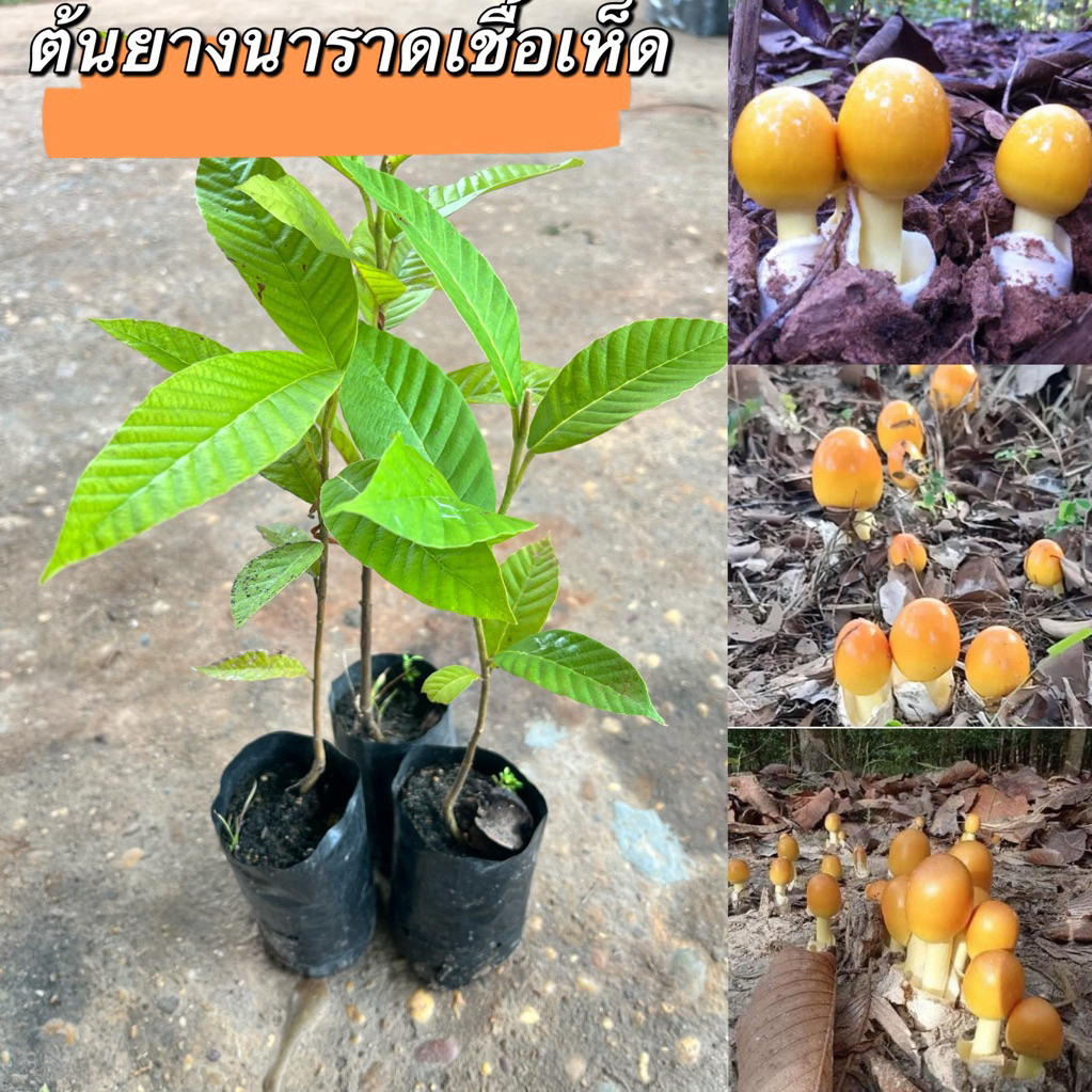 ต้นยางนาราดเชื้อเห็ดระโงก 10ต้น250.พร้อมปลูกพร้อมส่งจ้า