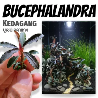 บูเซปเคดาแกง ‘แดง’ (ก็อตซิลล่า) เลือกขนาดได้ – Bucephalandra Kedagang 'Red' (Godzilla) ต้นไม้น้ำ