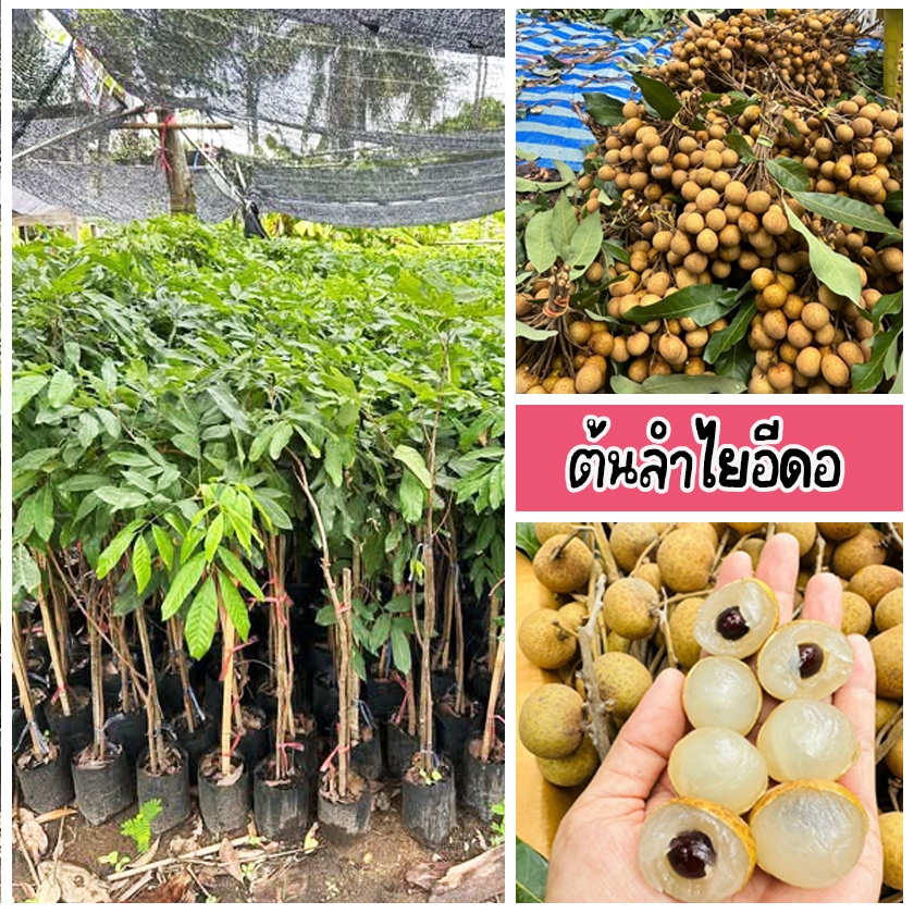 ต้นลำไยอีดอ เจริญเติบโตเร็ว แข็งแรง ทนแล้ง ขนาด 60-90 ซม.