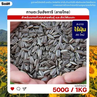 ทานตะวันฮังการี (ลายไทย) เกรดA เม็ดเล็ก อาหารนกแก้ว และสัตว์ฟันแทะ (แบ่งขาย 500G / 1KG)