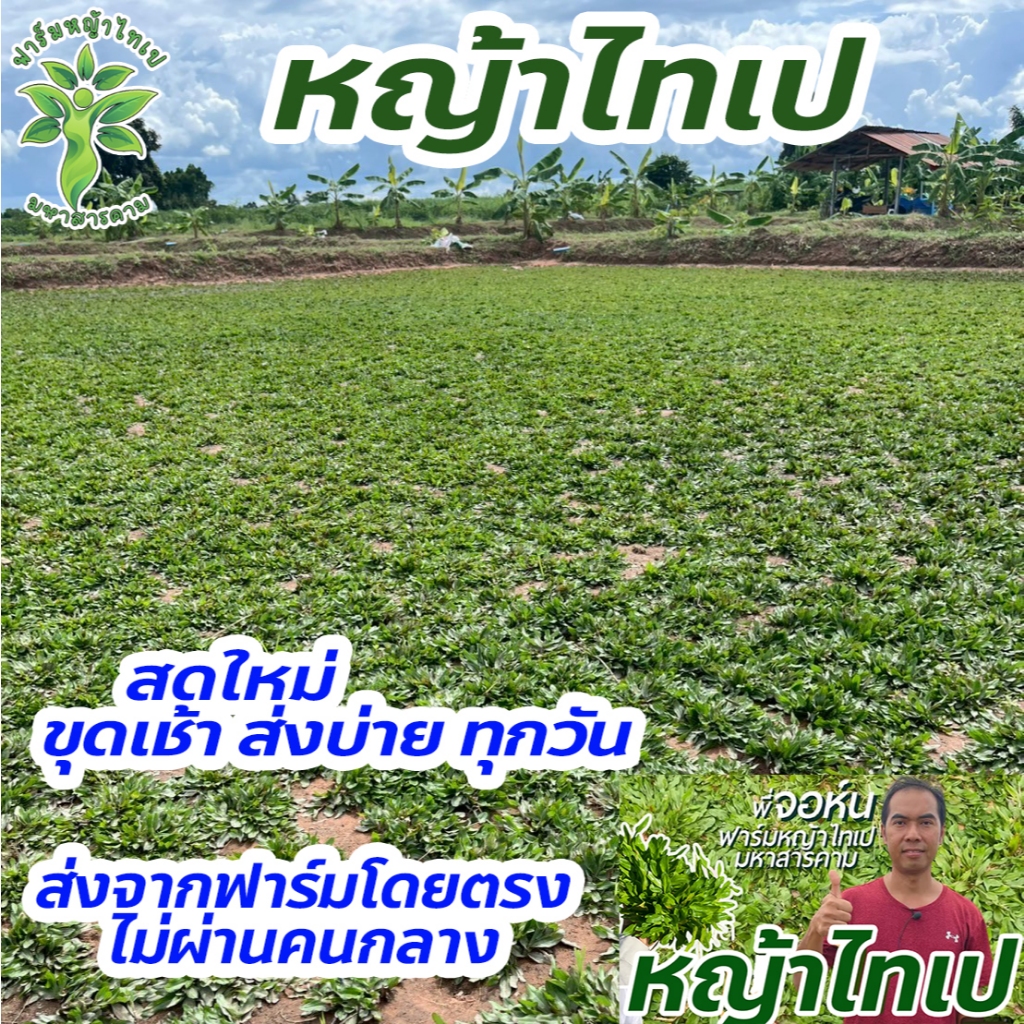 หญ้าไทเป พื้นที่ปลูก 5 ตารางเมตร ได้หญ้าหนัก 2.5 kg ถอนเช้า ส่งบ่ายทุกวัน ปลูกแล้วไม่ได้ตัดหญ้า 100%
