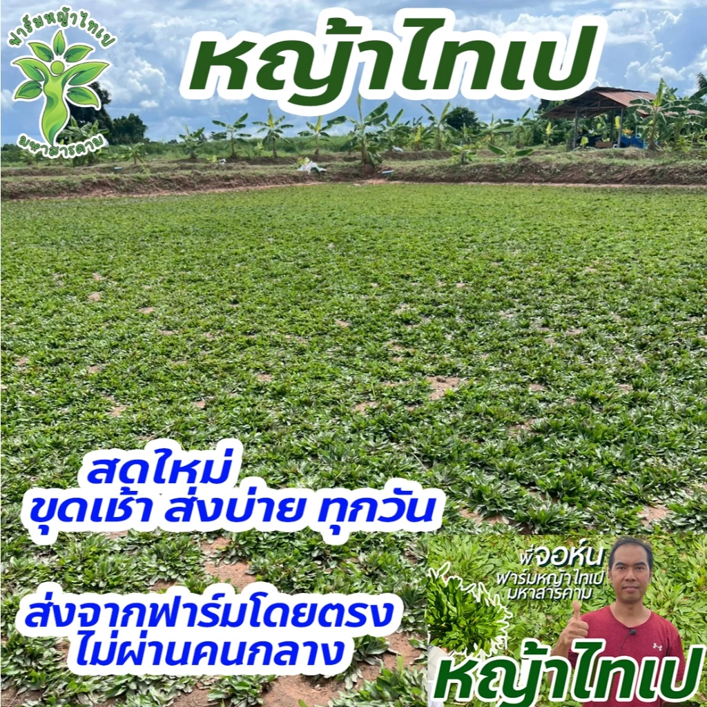 หญ้าไทเป พื้นที่ปลูก 5 ตารางเมตร ได้หญ้าหนัก 2.5 kg ถอนเช้า ส่งบ่ายทุกวัน ปลูกแล้วไม่ได้ตัดหญ้า 100%