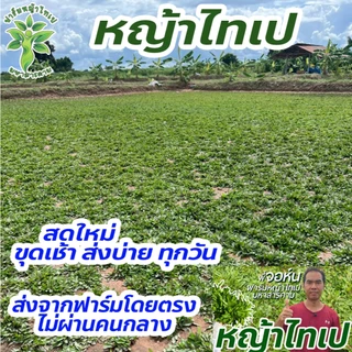 หญ้าไทเป พื้นที่ปลูก 5 ตารางเมตร ได้หญ้าหนัก 2.5 kg ถอนเช้า ส่งบ่ายทุกวัน ปลูกแล้วไม่ได้ตัดหญ้า 100%
