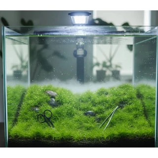 หญ้าแฮร์กราส (Hairgrass) ต้นไม้น้ำพร้อมปลูก