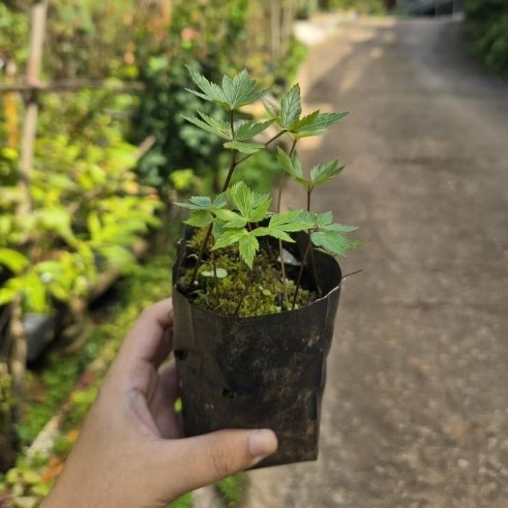 ต้นกล้าโสมตังกุย โสมตังกุยดอยอ่างขาง (ปลูกต่อได้เลย)