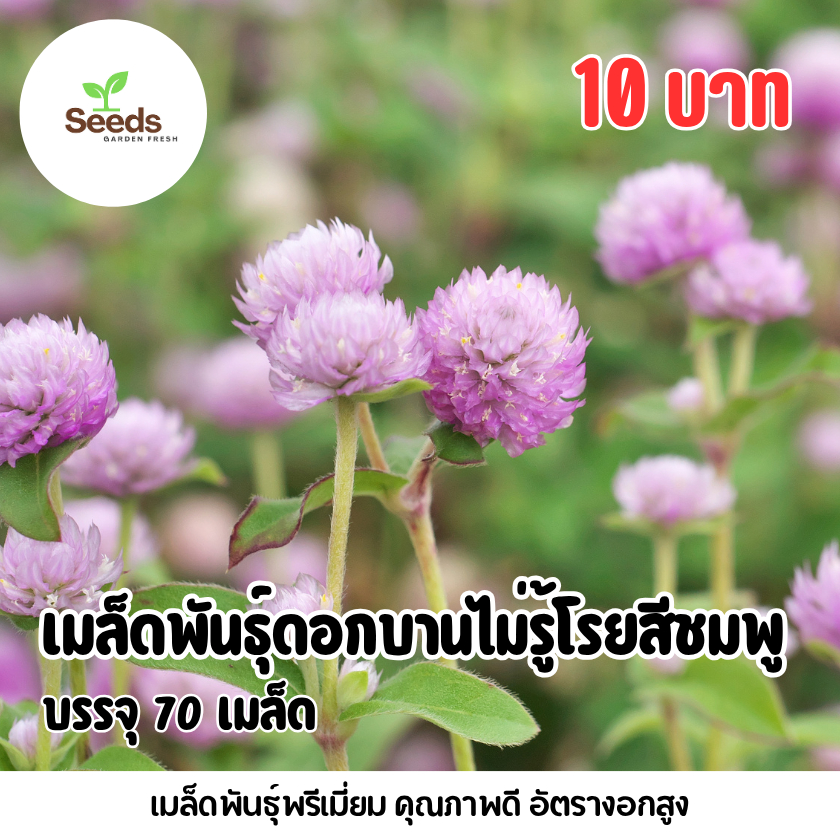 เมล็ดพันธุ์ดอกบานไม่รู้โรยสีชมพู บรรจุ 70 เมล็ด